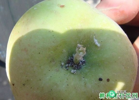 种植苹果如何防治苹果绵蚜