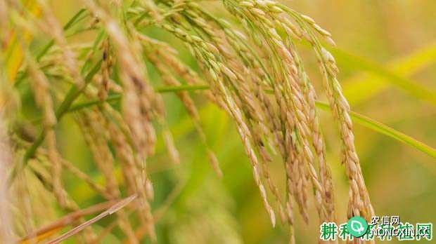 杂交稻和常规稻有什么不同
