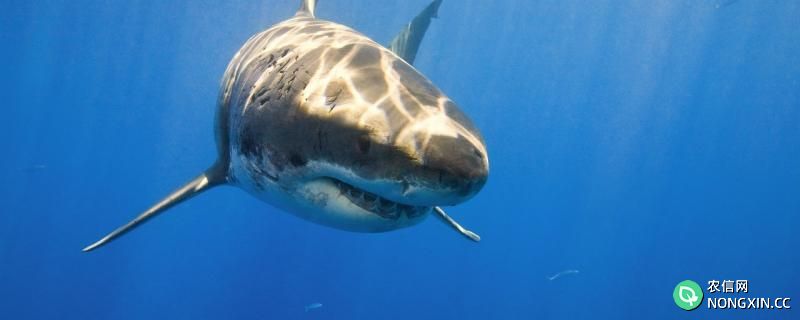 大白鲨寿命，大白鲨天敌