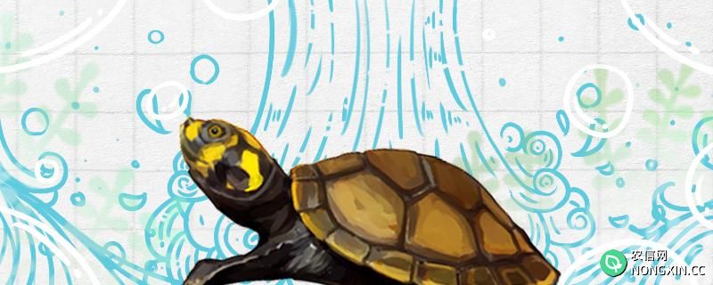 黄头龟是保护动物吗