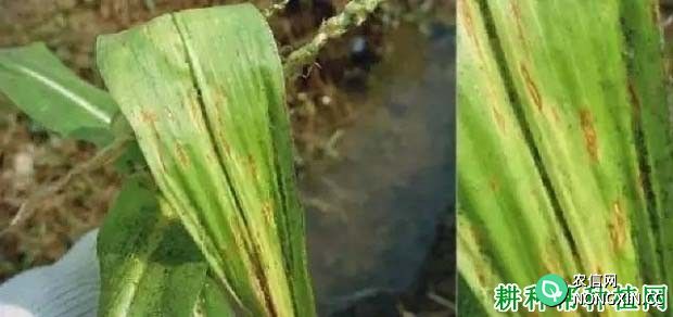玉米链格孢菌叶枯病如何防治