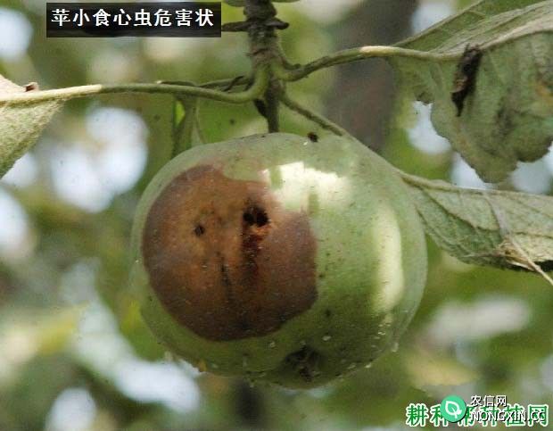 种植苹果如何防治苹小食心虫