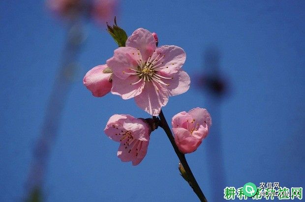 桃花的花语是什么