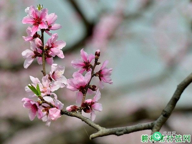 桃花的花语是什么