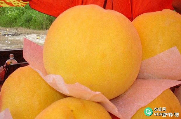 吃黄桃有什么功效与作用