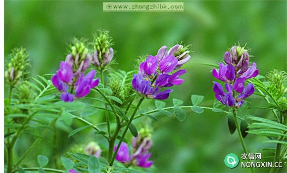 紫花苜蓿的播种方法