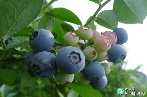 蓝莓花青素有什么功效与作用