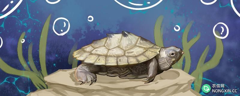 地图龟可以和草龟一起养吗，可以和巴西龟一起养吗