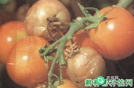 番茄绵腐病如何防治 番茄绵腐病用什么药