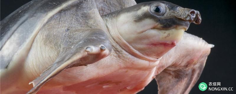 深水龟可以和地图鱼一起养吗，常见的深水龟有哪些