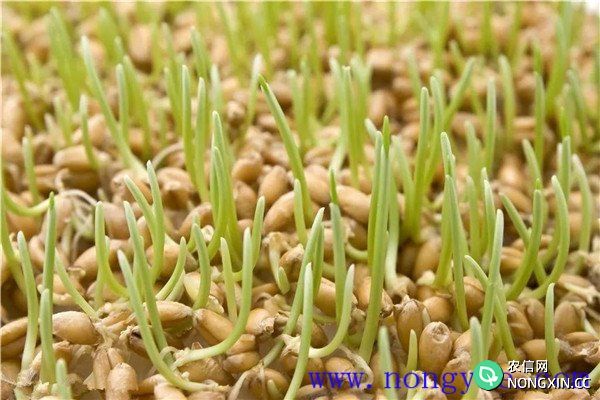 小麦种子多长时间发芽