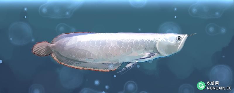 银龙鱼能养多大，多大可以繁殖
