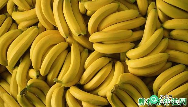 什么是香蕉青皮熟 香蕉皮没黄就熟的原因是什么