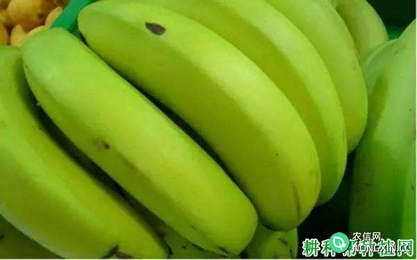 什么是香蕉青皮熟 香蕉皮没黄就熟的原因是什么