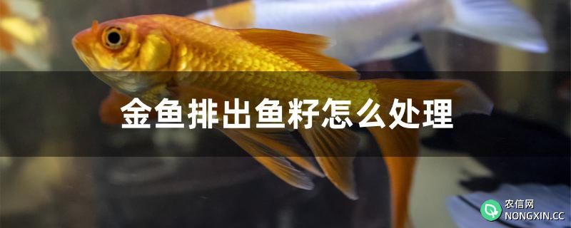 金鱼排出鱼籽怎么处理