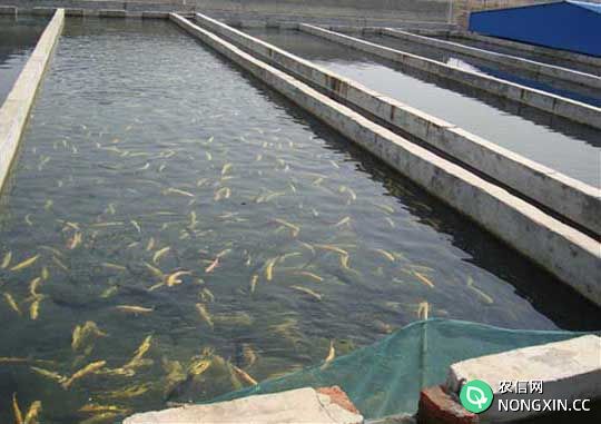 草鱼养殖方法
