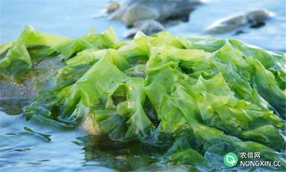 为什么儿童应多吃些海藻