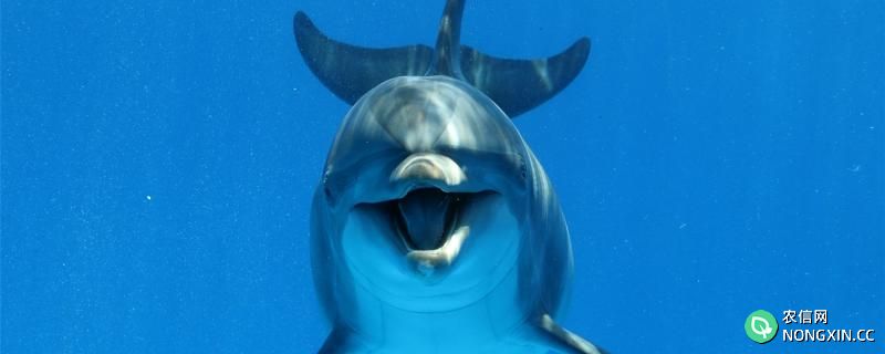 海豚在海里如何进行呼吸的?在海里如何游动