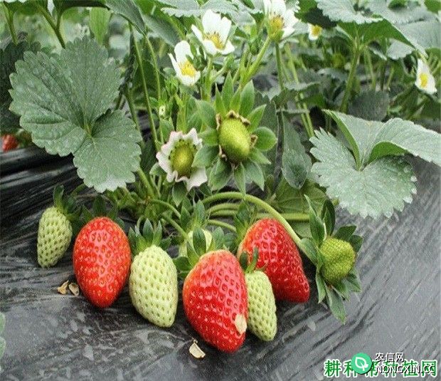 妙香7号草莓品种好不好