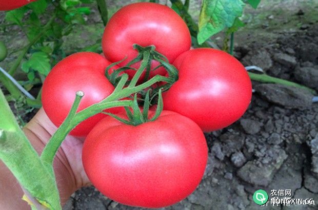 番茄的营养成分有哪些