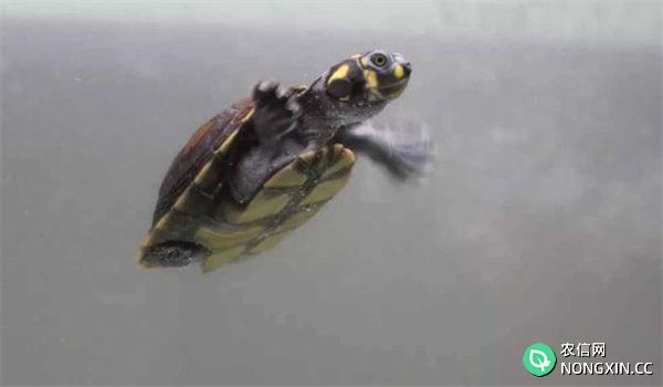 乌龟池的水质管理
