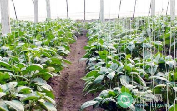黄瓜肥料的施肥要求，黄瓜施肥方法及施肥量