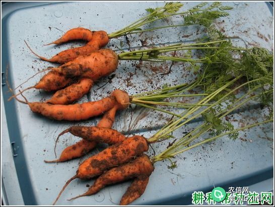 胡萝卜肉质根分叉是什么引起的 如何预防