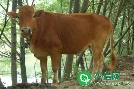 母牛流粘液多久配种，怎么判断母牛是否怀孕