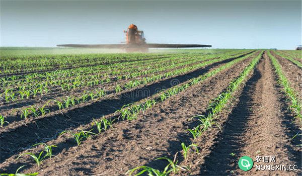 玉米苗期追肥用什么肥