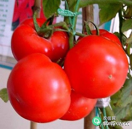 劳斯特番茄品种好不好