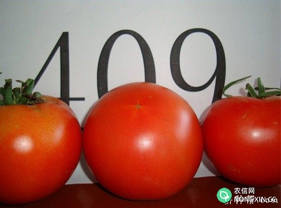 劳斯特番茄品种好不好
