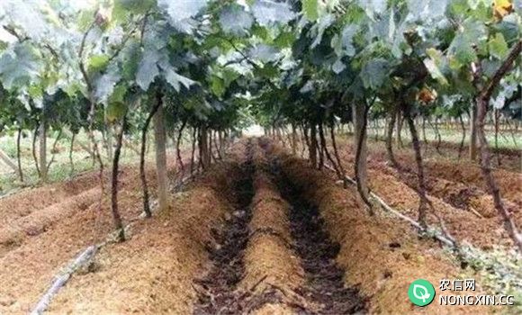 种植葡萄用什么肥最好