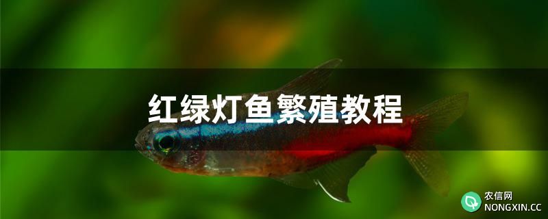 红绿灯鱼繁殖教程是什么