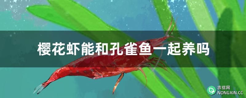 樱花虾能和孔雀鱼一起养吗
