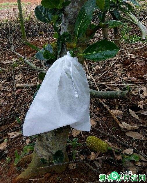 种植菠萝蜜如何套袋
