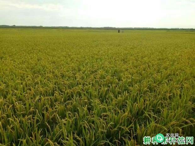 东农427水稻品种好不好