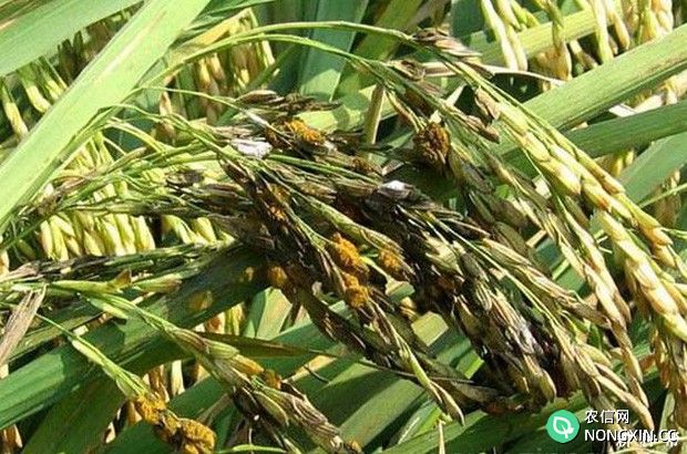 水稻稻粒黑粉病特效药有哪些水稻稻粒黑粉病如何防治