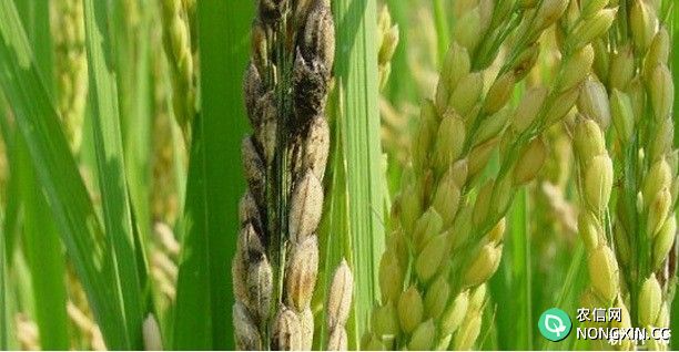 水稻稻粒黑粉病特效药有哪些水稻稻粒黑粉病如何防治