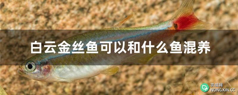 白云金丝鱼可以和什么鱼混养