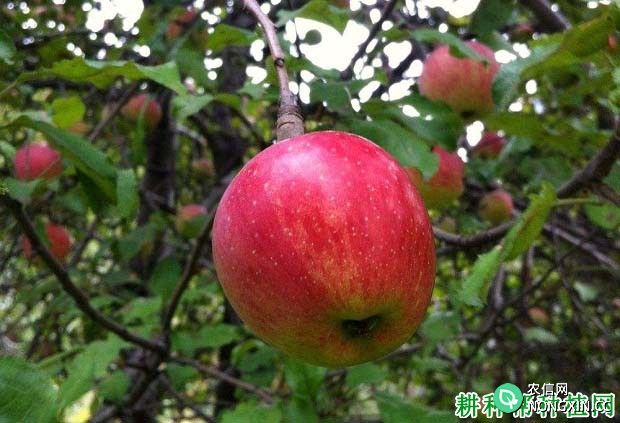 苹果如何施磷钾肥