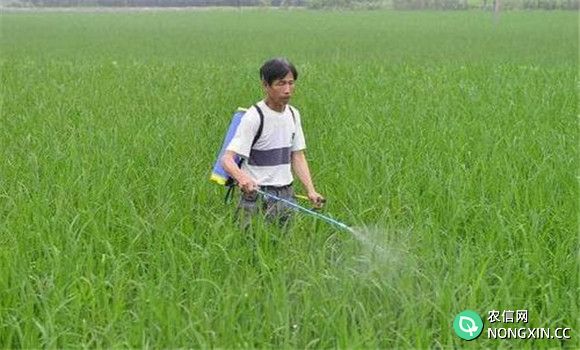 旱直播稻田的化学除草方法