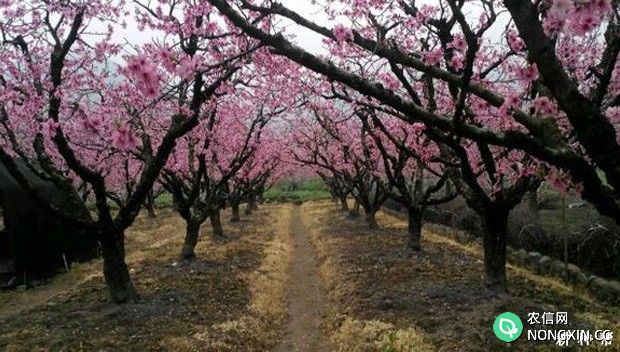 桃树的生命周期是怎么样