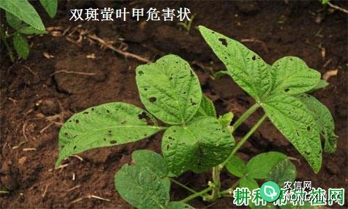 种四季豆如何防治双斑萤叶甲