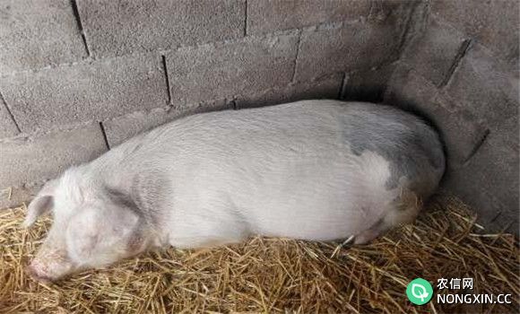 母猪低温怎么治疗