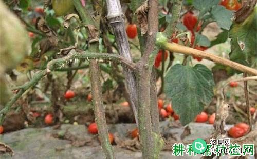 番茄茎枯病如何防治 番茄茎枯病特效药有哪些