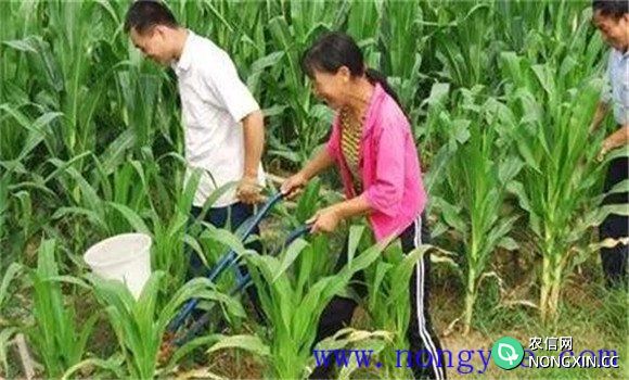 甜玉米施肥技术措施