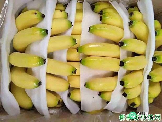香蕉如何催熟 香蕉催熟需要哪些条件