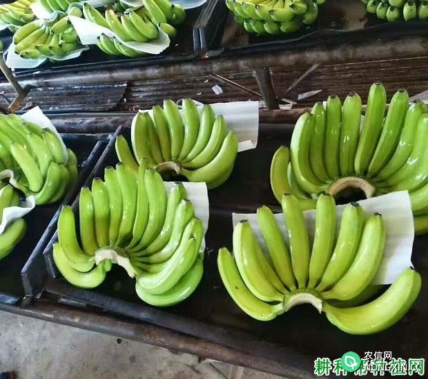 香蕉如何催熟 香蕉催熟需要哪些条件