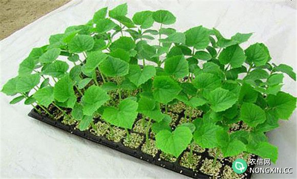 甜瓜育苗与定植技术
