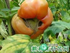 番茄根霉果腐病如何防治 番茄根霉果腐病特效药有哪些